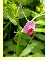 Вика яровая, или посевная (Vicia L.) Вика яровая, или посевная (Vicia L.)